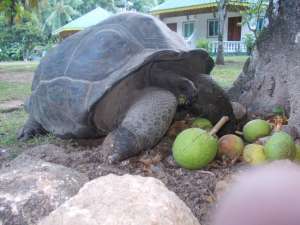 Seychelles, La digue még a szállásunk kertjében is teknősök