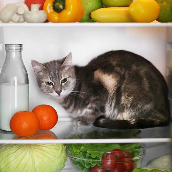 Ki tudta? Ezt az 7 élelmiszert nem szabad a hűtőszekrényben tárolni
