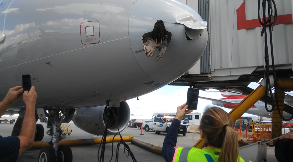 Madár csapódott egy repülőgépbe a Miami repülőtér megközelítésekor