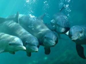 XCARET delfinek 