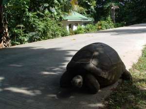 Seychelles La Digue még az úton veled szembe is teknős jön